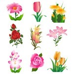 Flower, Rose, Tulip