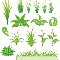 Bamboo and Grass Plant Vector 01