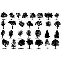 Trees silhouette