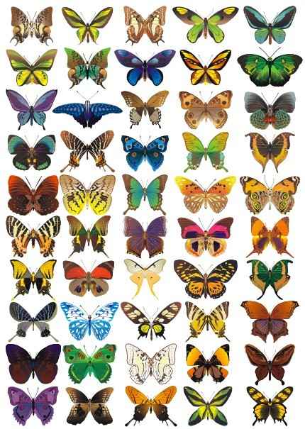 Butterfly png images