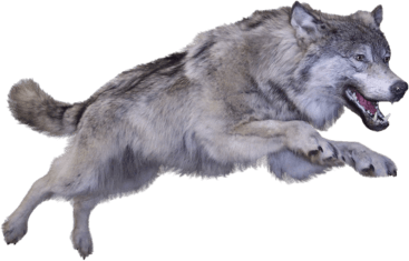 Wolf Png Clipart (23 Image)