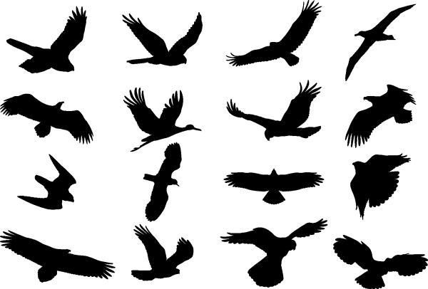 Bird Silhouette 01 png