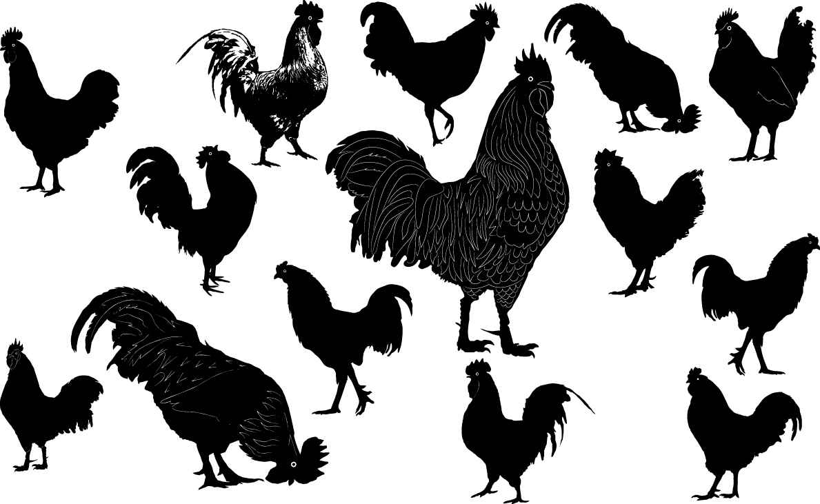 Cock silhouette png