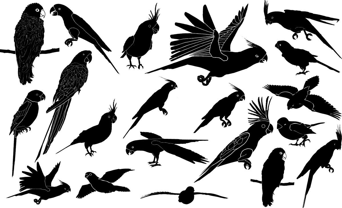 Parrot silhouettes png