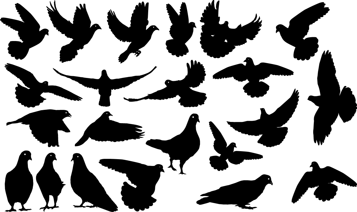 Pigeons silhouettes