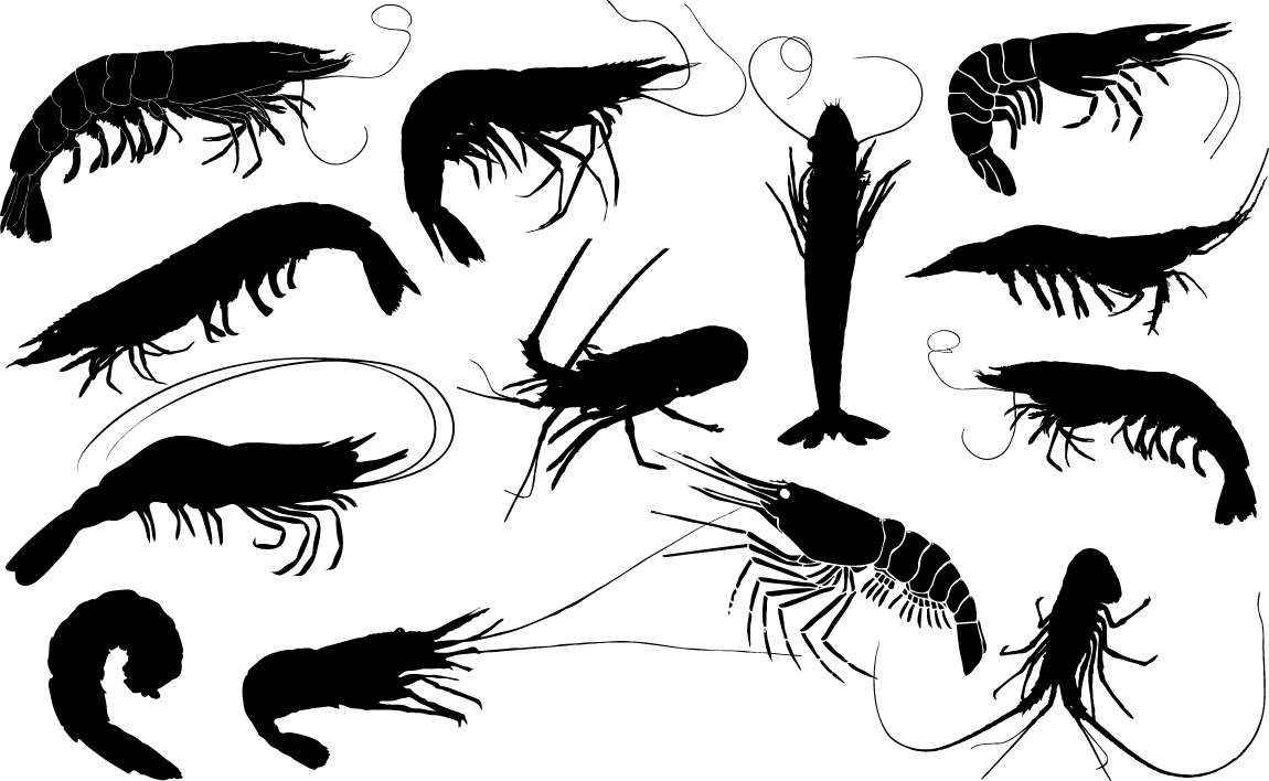 Shrimps silhouette