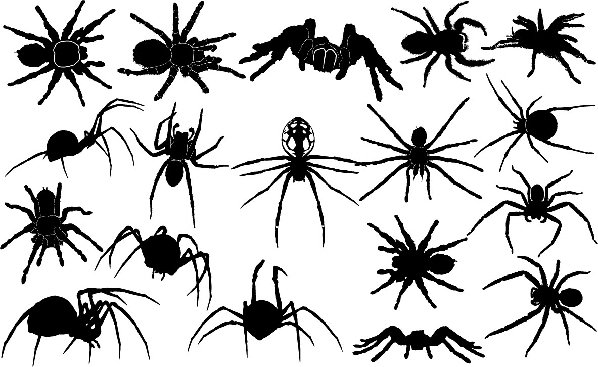 Spider silhouettes